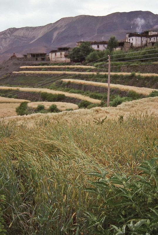 WT 1000 183-07 Nepal.jpg